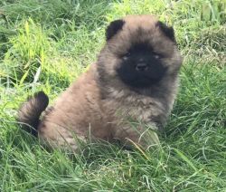 Chow Chow pup