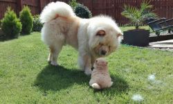 ADOREBLE LOYAL CHOW CHOW PUPPIES FOR NEW HOMES
