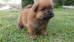 Kennel Club Chow Chow Puppies