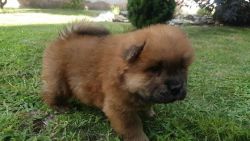 Chow Chow For Stud
