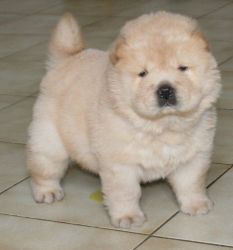 Male And Female Chow Chow Puppies Available