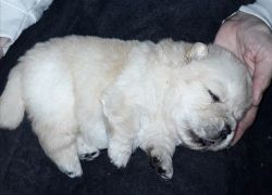 Chow Chow Puppies For Sale Red Black And Cream.