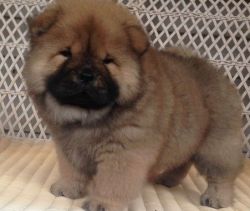 Home trained Chow Chow puppies for sale to lovers only