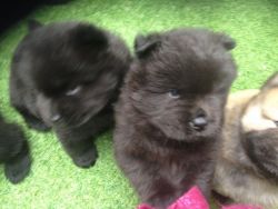 Stunning Chow Chow Puppies