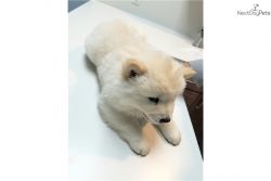 GUARD DOG Chow Chow Puppy For Sale