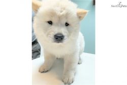 Male Chow Chow Puppy Available