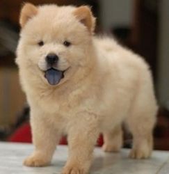 Top Quality M/F Chow Chow Puppies For Sale