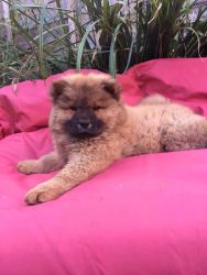Litter Of Kc Registered Chows 2 Fawn Boys Left