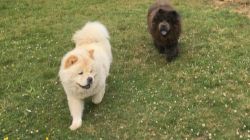 Chow Chow Puppies For Sale