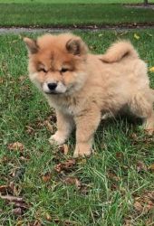Chow Chow Male Puppies