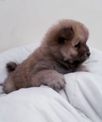 cute chow chow puppies for sale