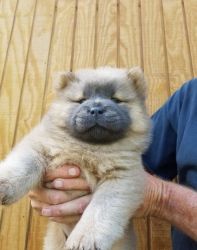 chow chow pups ready for new homes.
