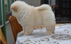 Adorable AKC Chow puppies