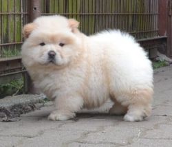 Cute Chow Chow puppies for Sale