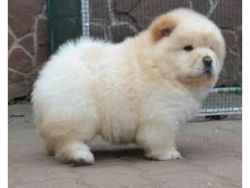 Top quality Chow chow puppies for adoption