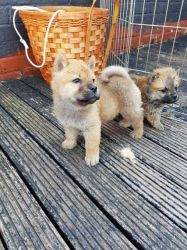 Kc Registered Chow Chow Puppy