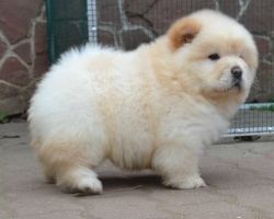 Pure bred white Chow chow puppies