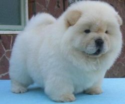 Well Trained Chow Chow Puppies Available