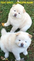 Chow Chow puppies. Im willing to give them out