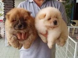 PLAYFULL CHOW CHOW PUPPIES SEEKING NEW HOMES