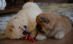 Chow Chow Puppies-AKC registered