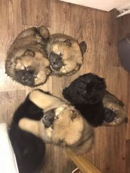 AKC Registered Chow Chow Puppy's