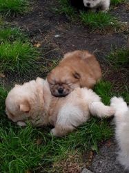 Beautiful Chow Chow Puppies for sale