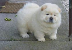 Healthy Chow chow puppies