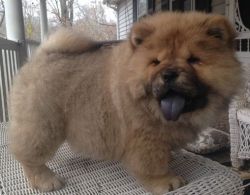 Adorable Chow Chow puppies for sale