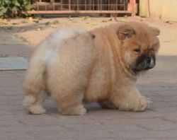 Stunning litter of Healthy Chow Chow puppies