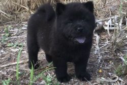 Beautiful Chow Chow Puppies For Sale.