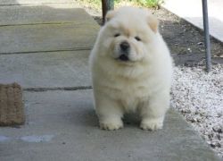 House/Potty Trained Chow Chow Puppies