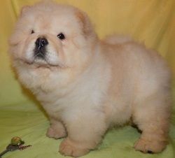 Potty Trained Chow Chow puppies