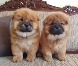 Stunning chow chow puppies