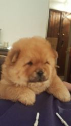 Chow Pups For Sale