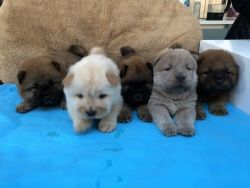 Chow Chow Kc Registered Puppies