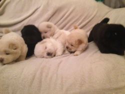 Full Kc Registered Chow Chow Puppies