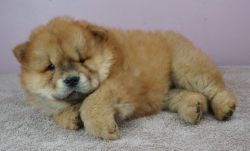 Red Chow Chow Puppies
