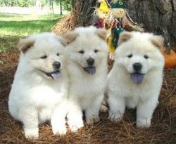 Three Chow chow puppies