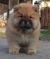 Amazing Chow Chow Puppies Available Now!!