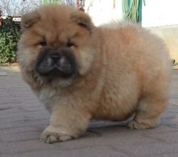 Boys and girls Chow Chow Puppies