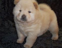 Well Socialized Chow Chow puppies