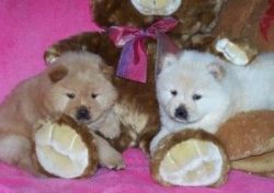 Affectionate Chow Chow Puppies.