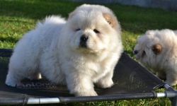 Chow Chow Puppies famous bloodlines