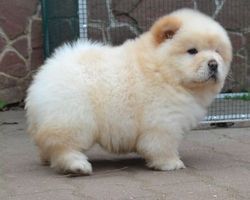 Excitable Chow chow puppies