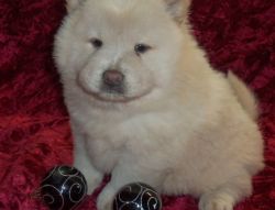 Adorable AKC registered Chow Chow Puppies