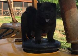 AKC Chow Chow Puppies For Sale.