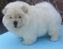 Smooth and rough coat Chow Chow