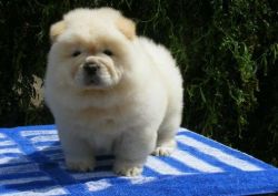 Beautiful Chow Chow puppies available
