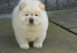 Full AKC Chow Chow Puppies
